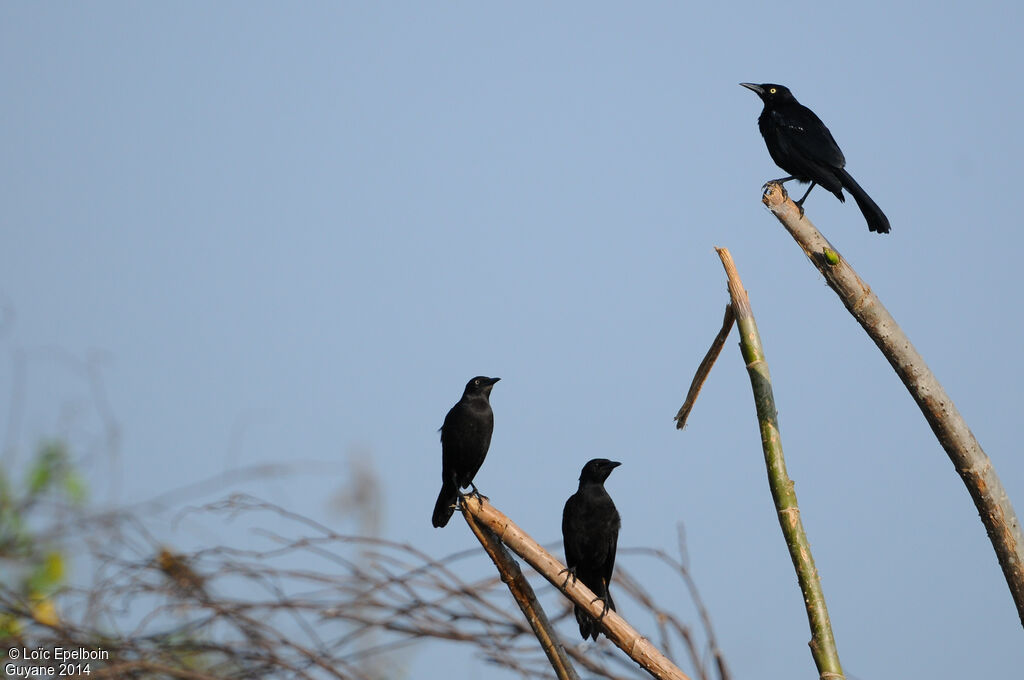 Carib Grackle