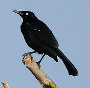 Carib Grackle