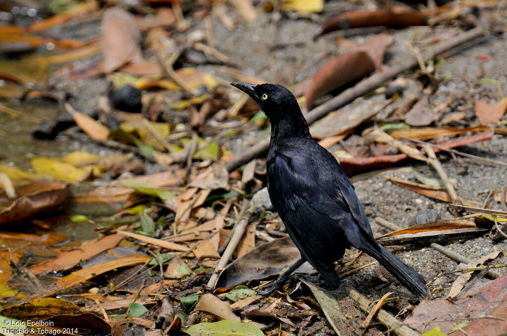 Carib Grackle