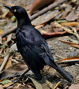 Carib Grackle