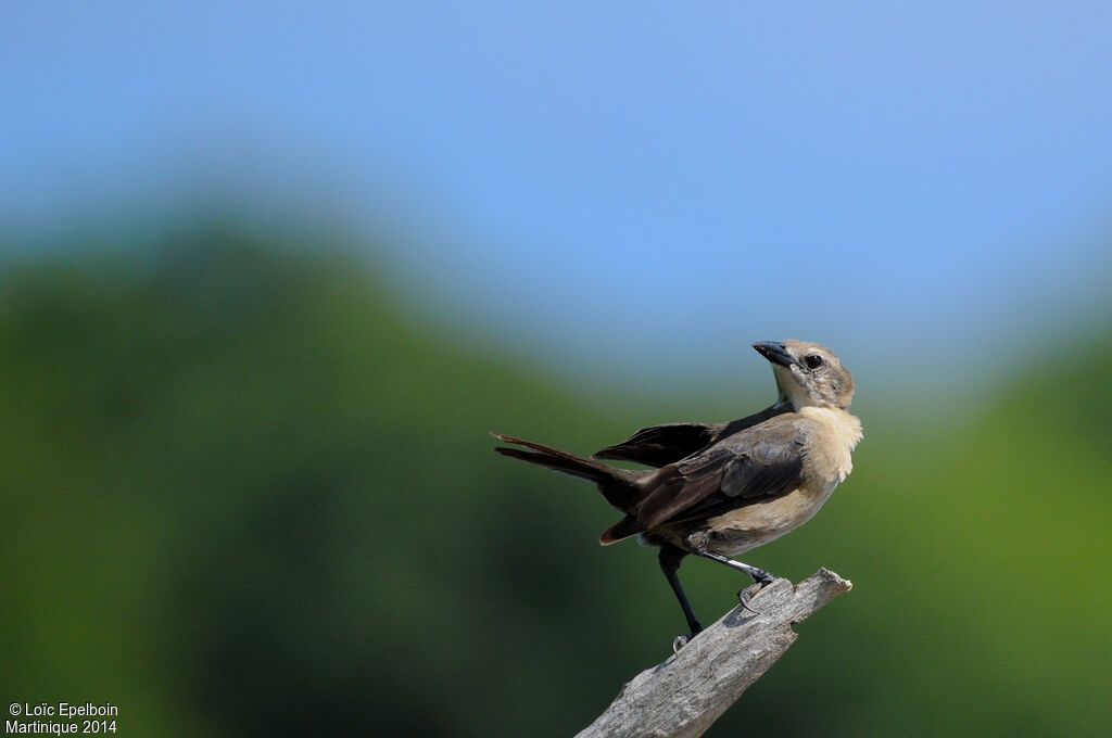 Carib Grackle