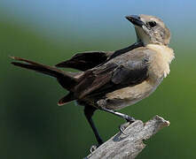 Carib Grackle