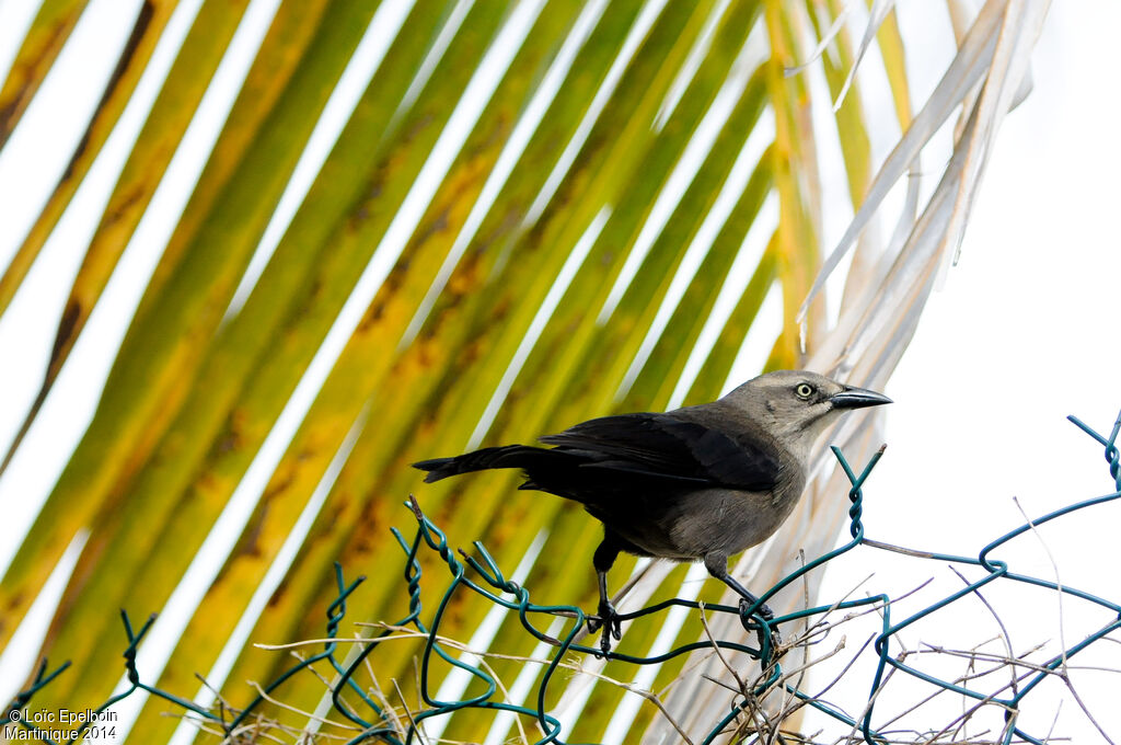 Carib Grackle