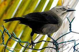 Carib Grackle