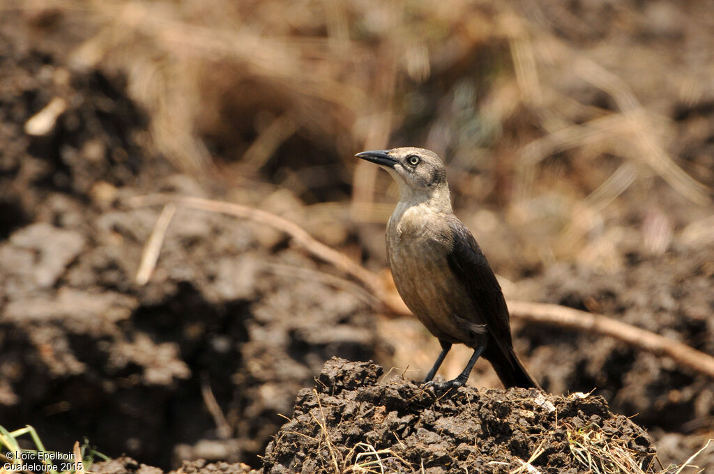 Carib Grackle