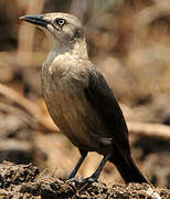 Carib Grackle