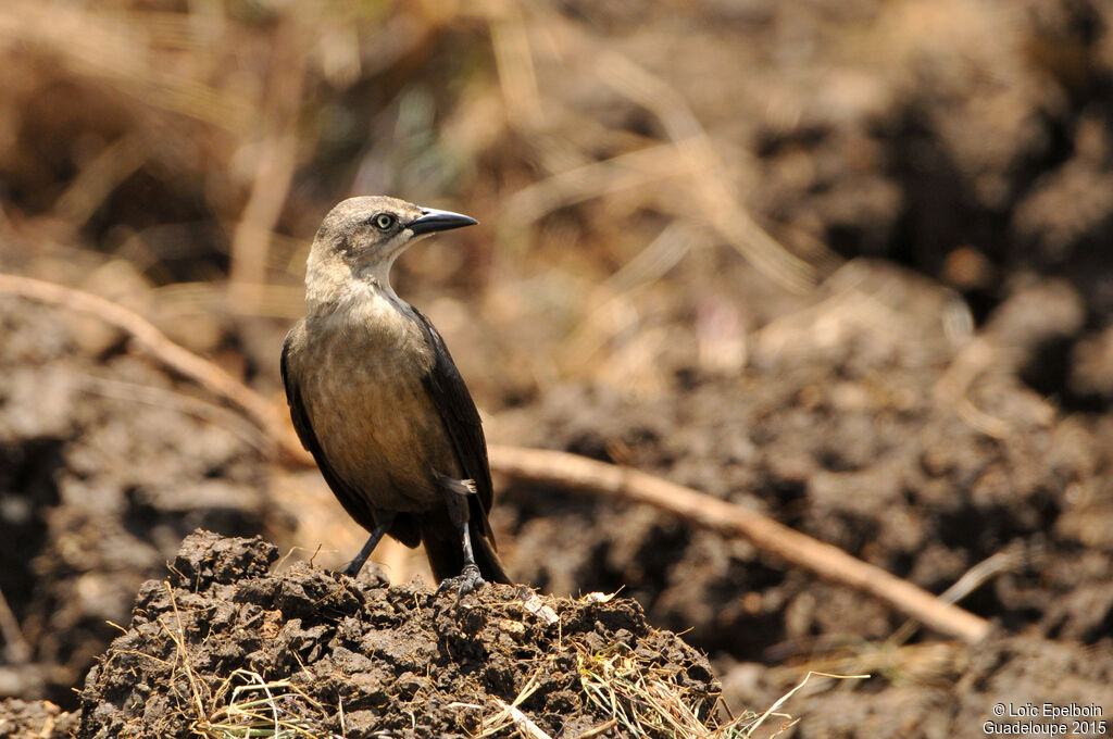 Carib Grackle