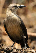 Carib Grackle