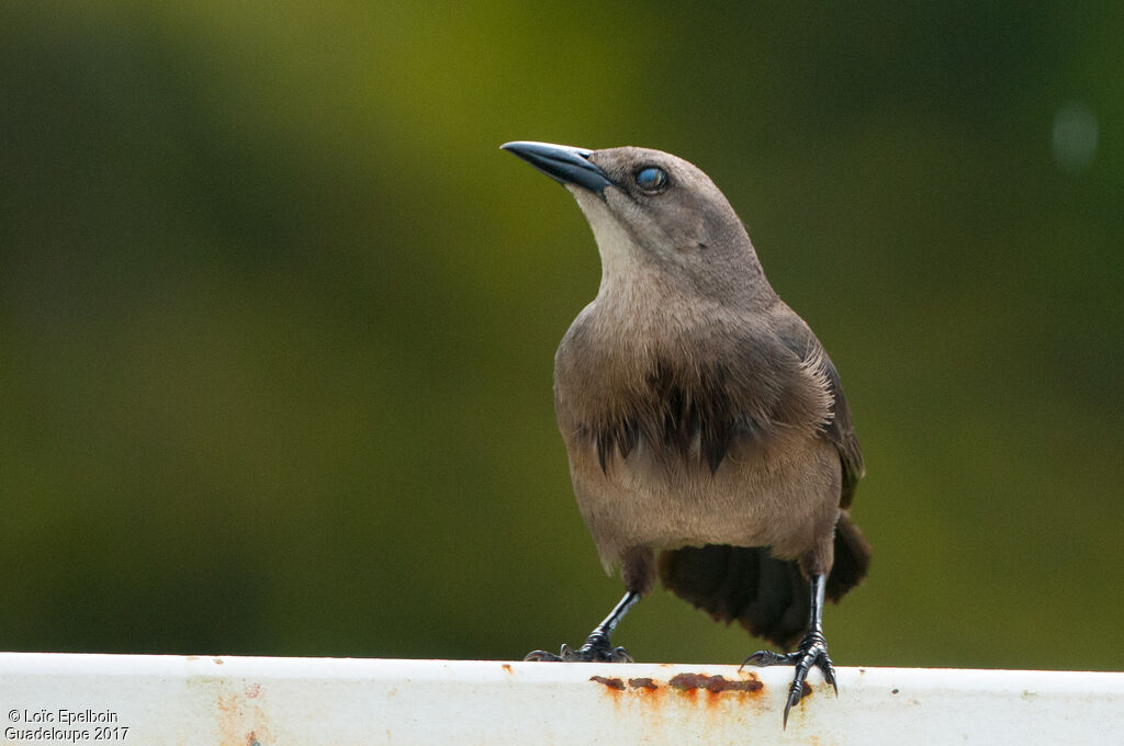 Carib Grackle