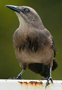 Carib Grackle