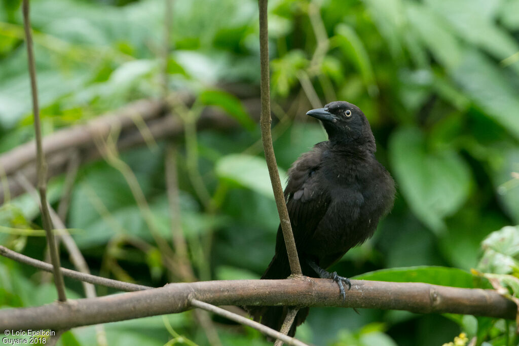 Carib Grackle