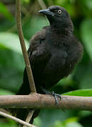 Carib Grackle