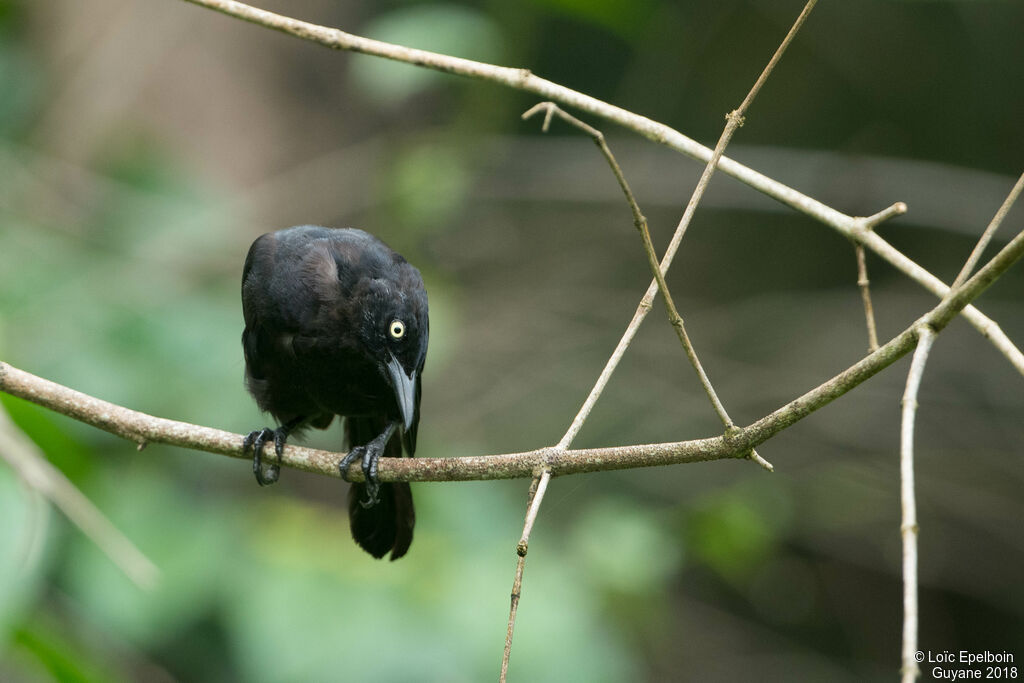 Carib Grackle