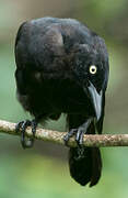 Carib Grackle