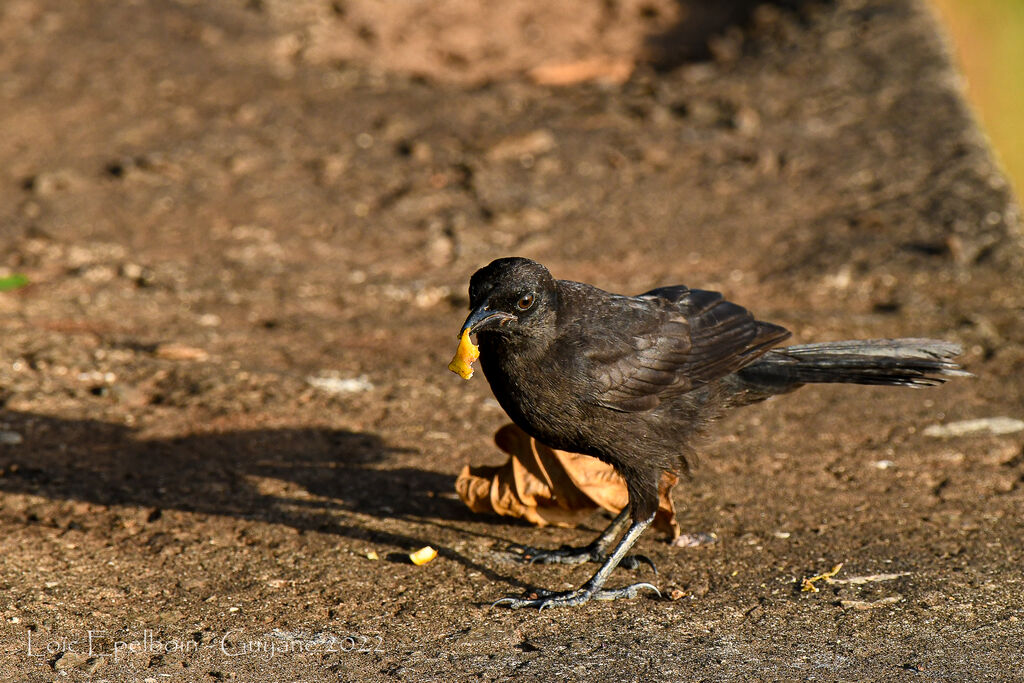 Carib Grackle