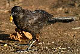 Carib Grackle