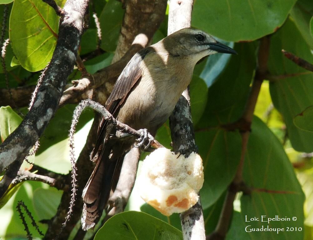 Carib Grackle