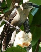 Carib Grackle