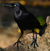 Carib Grackle