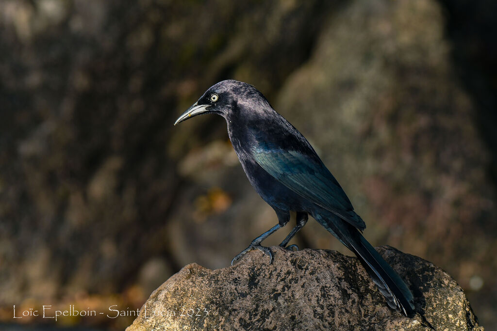 Carib Grackle