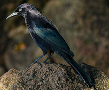 Carib Grackle