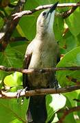 Carib Grackle