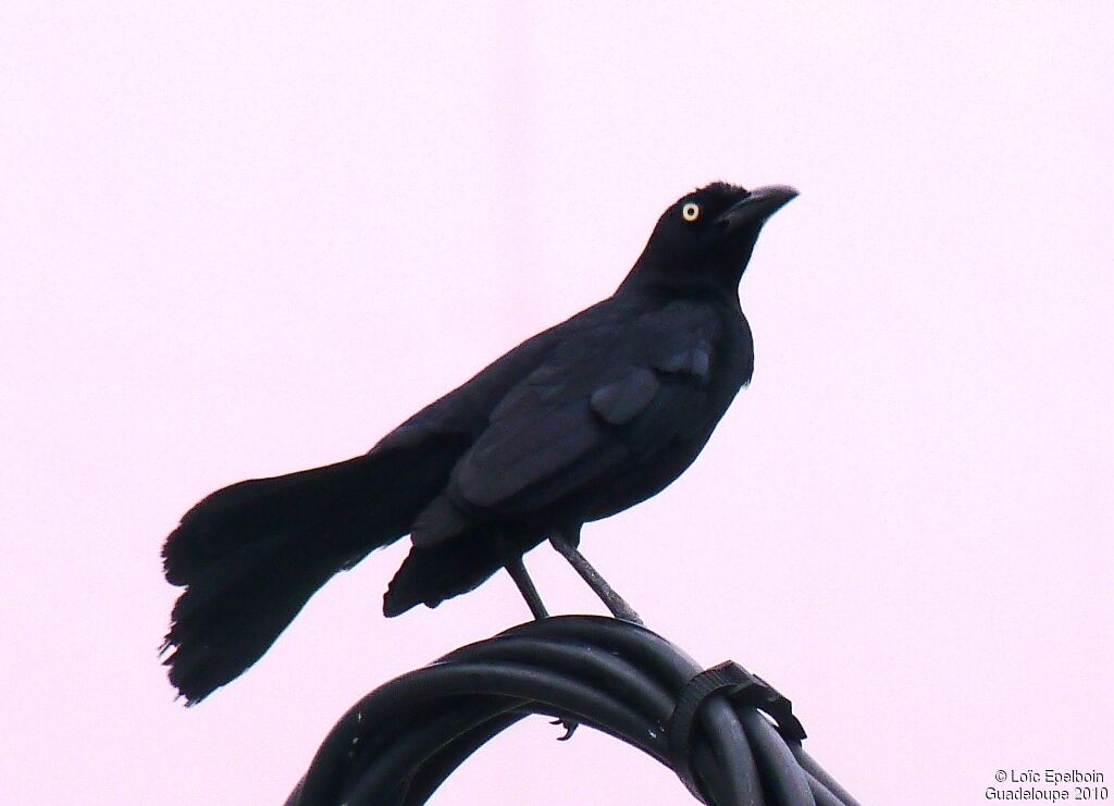 Carib Grackle