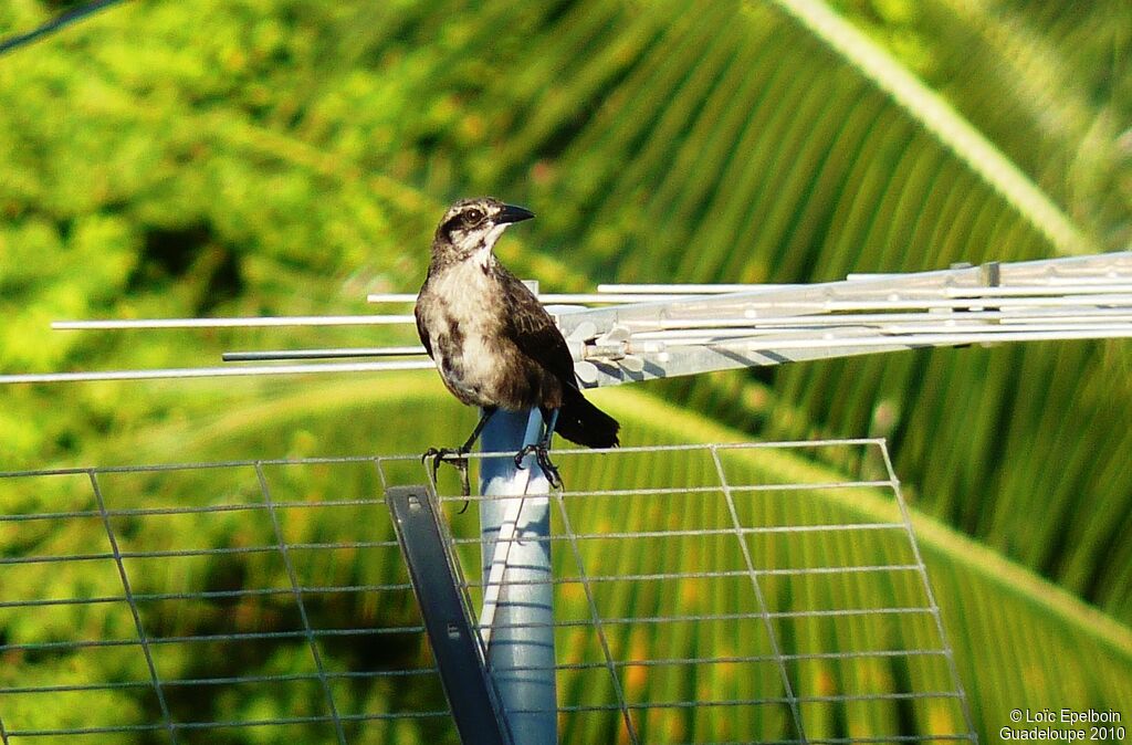 Carib Grackle