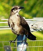 Carib Grackle