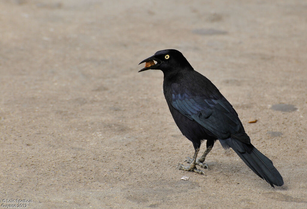 Carib Grackle