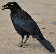 Carib Grackle