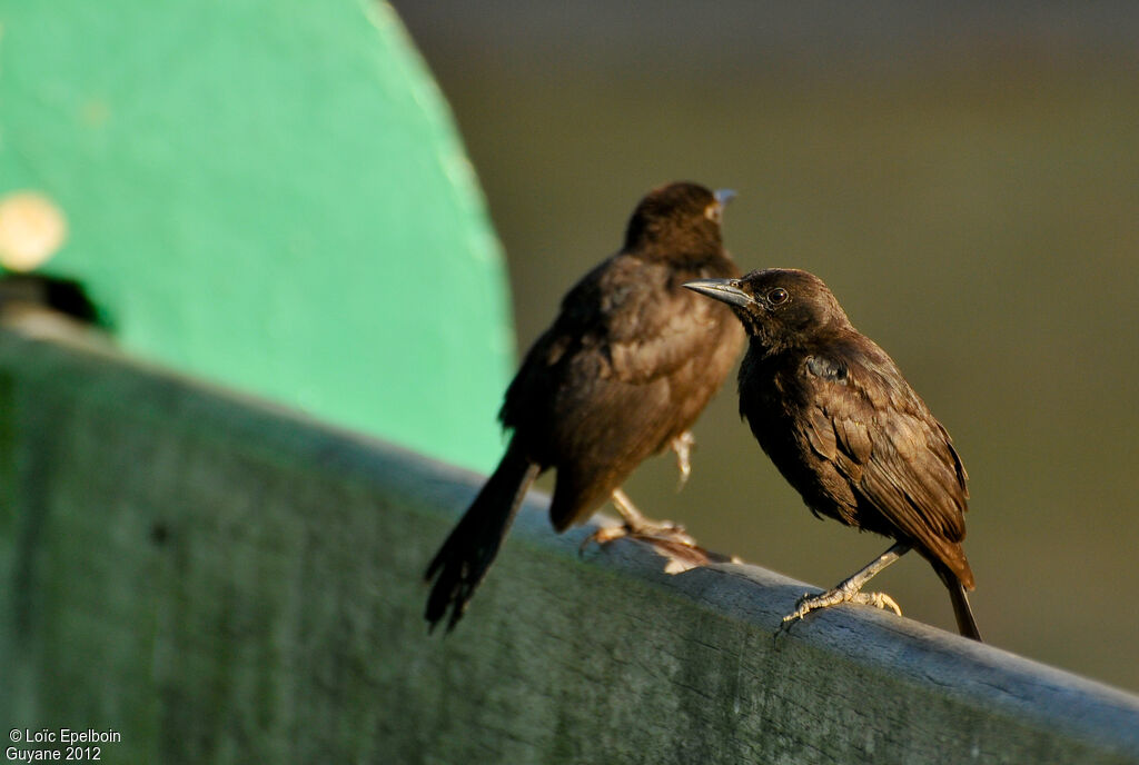 Carib Gracklejuvenile