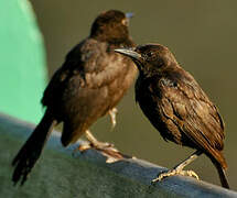 Carib Grackle