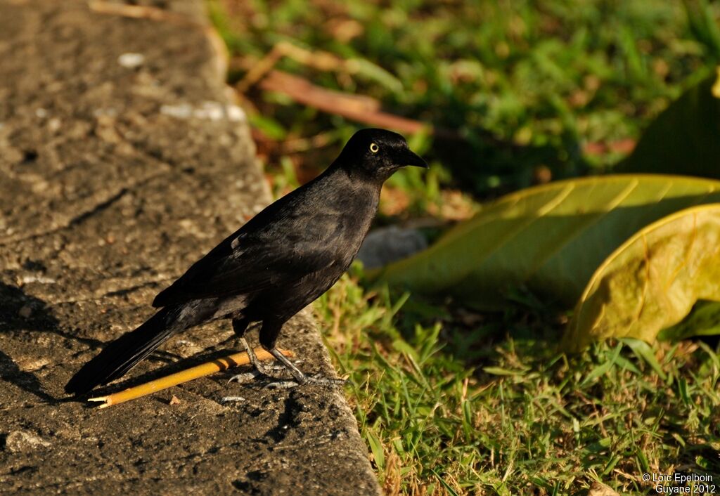 Carib Grackle