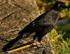 Carib Grackle