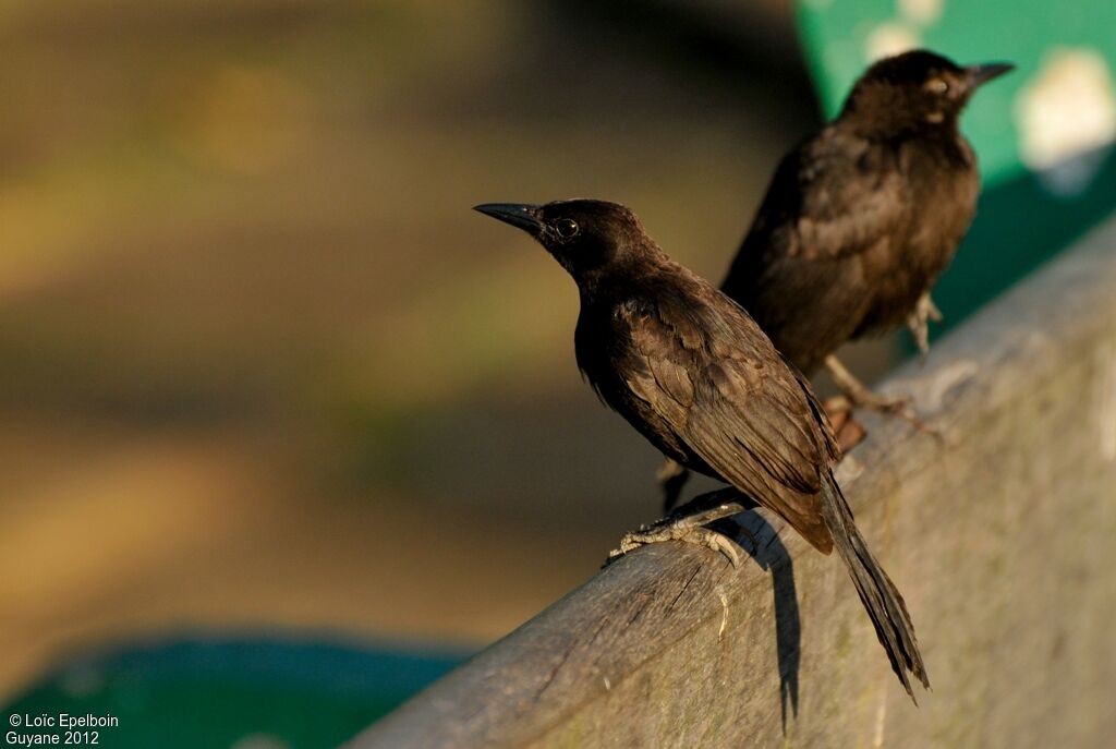 Carib Grackle