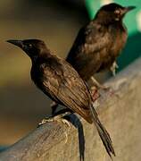 Carib Grackle