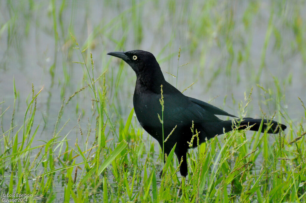 Carib Grackle