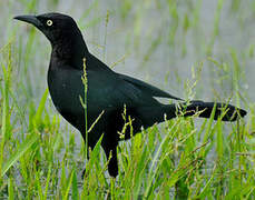 Carib Grackle