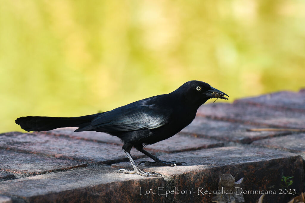 Greater Antillean Grackle