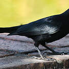 Quiscale noir