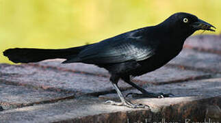 Greater Antillean Grackle