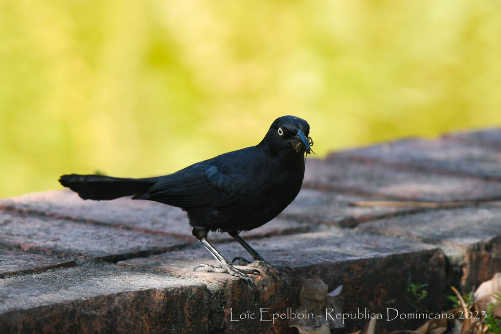 Greater Antillean Grackle