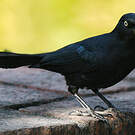 Quiscale noir