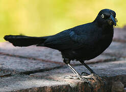 Greater Antillean Grackle