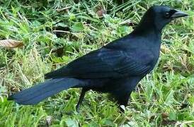 Cuban Blackbird