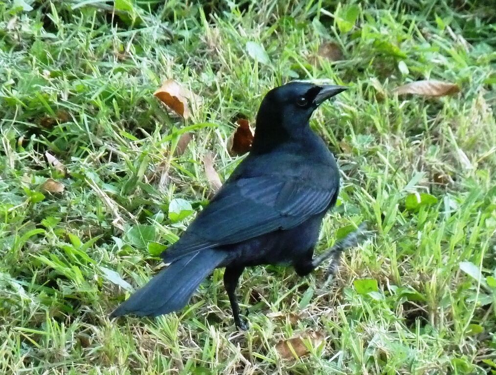 Cuban Blackbird