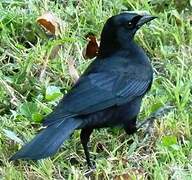 Cuban Blackbird