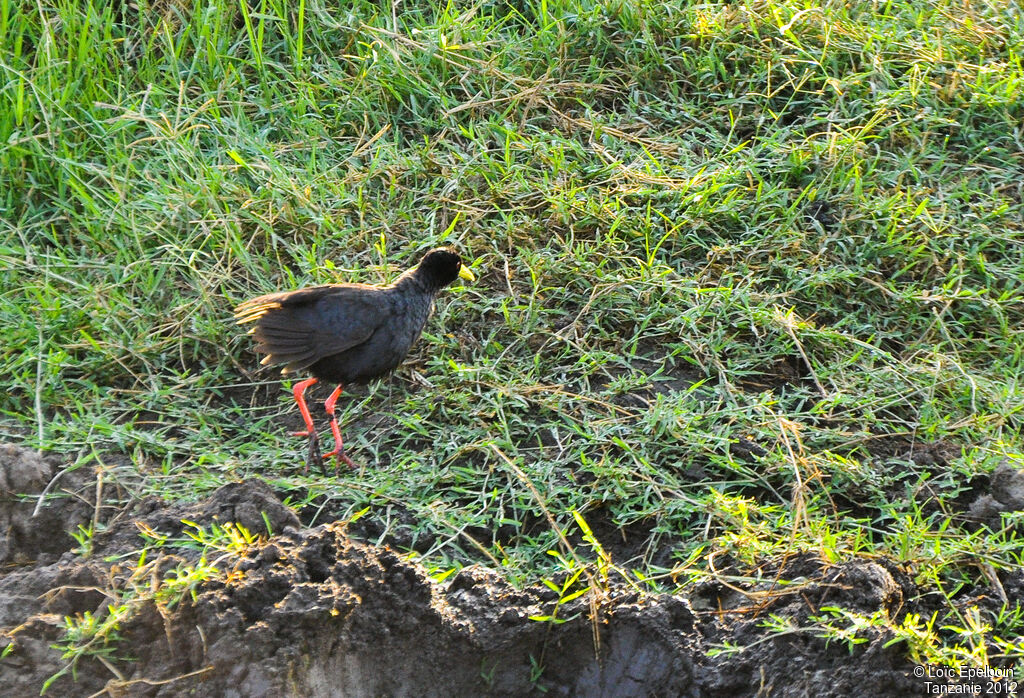 Black Crake