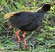 Black Crake